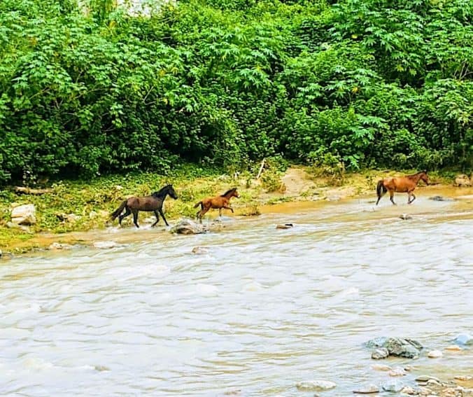 Horses run wild along the river that flows alongside Hijos del Josco in Otuado, a town in the west-central region of Puerto Rico not often visited by tourists.