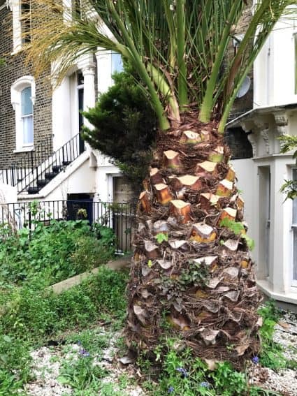 Palm trees grow all over London. Not in New York City.