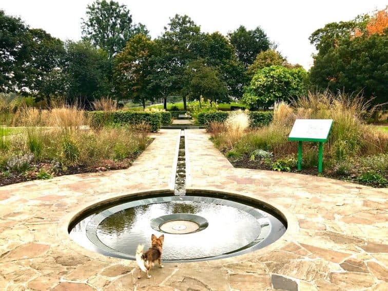 An unleashed dog in Victoria Park, London.