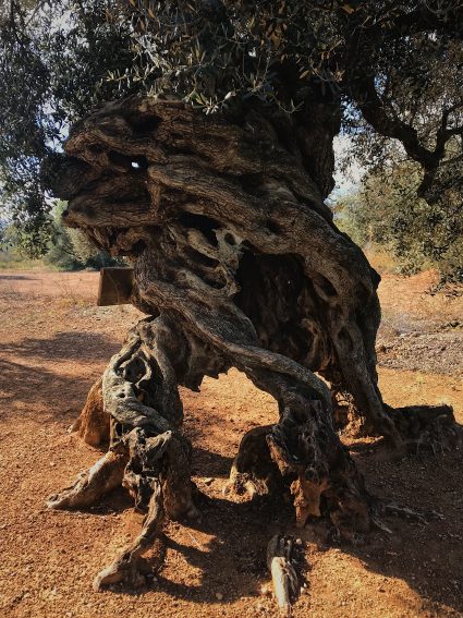A millennial olive tree with a peculiar shape that was once used as a hideout. Well over a thousand years old, the olives from this tree make their very own extra virgin olive oil.