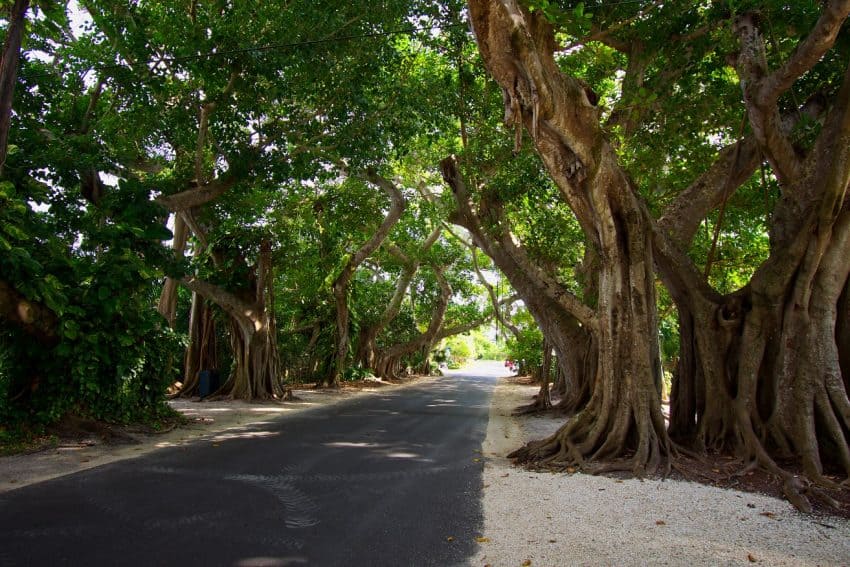 Banyan Street, Boca Grande, Gulf Coast Florida.