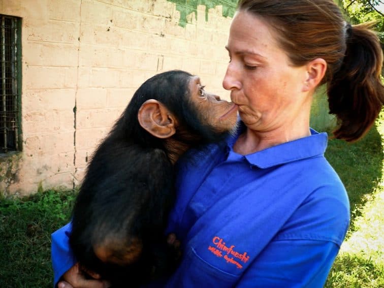 Chimp kiss