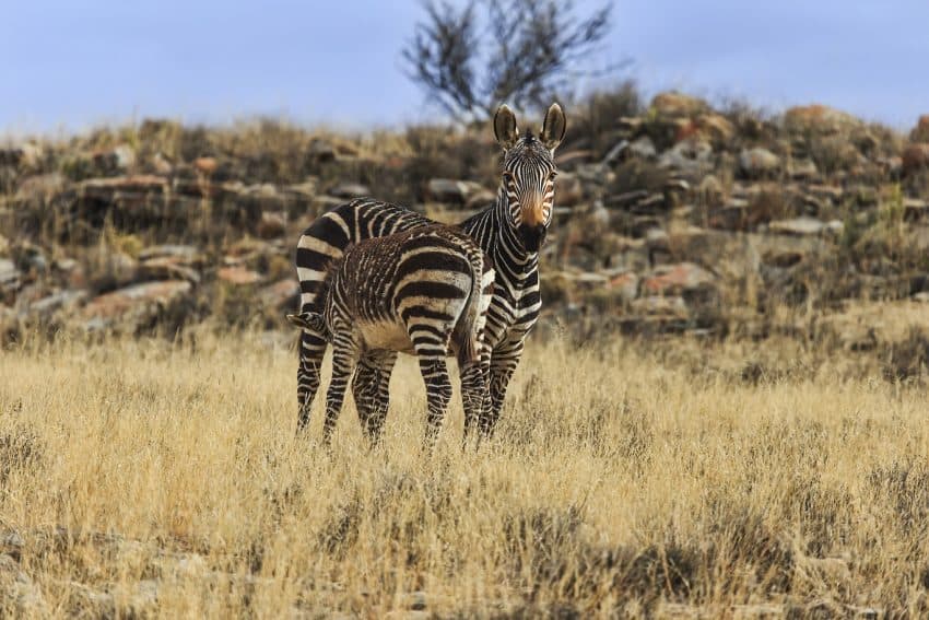 Orange muzzled mountain zebra mum nursing her youngster.