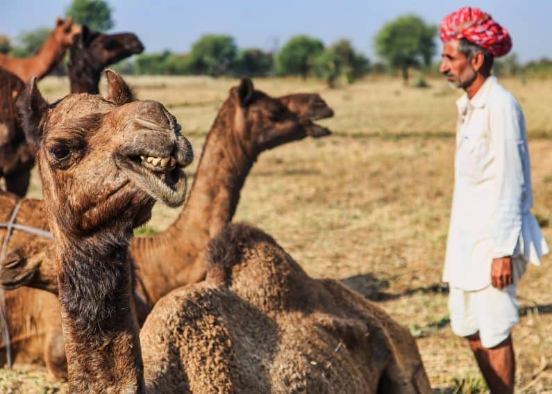 A Raika camel herder has a special relationship with his animals. Here he sings for them.