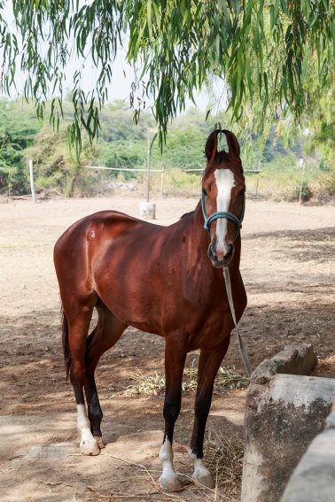 One of the thoroughbred Marwari horses you get to ride on a Mountbatten Safari.