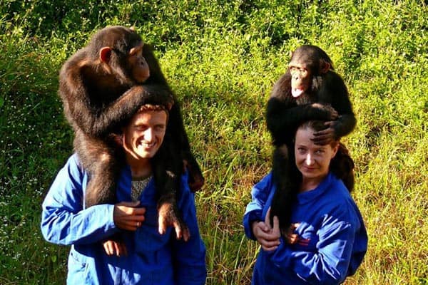 It feels strange to have chimps sitting all over you! Chimps at the center in Zambia. Rene Bauer photos