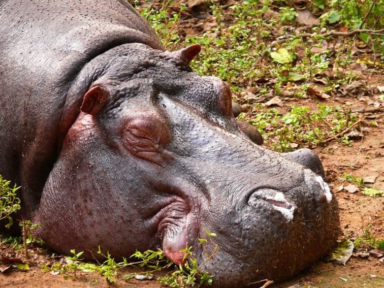 Billy, the old hippo, came every morning to get a bottle of warm milk before dozing off...Zambia hippo