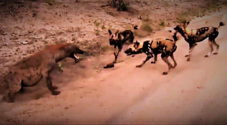 African Wild Dogs that may be found on the DInder National Reservation