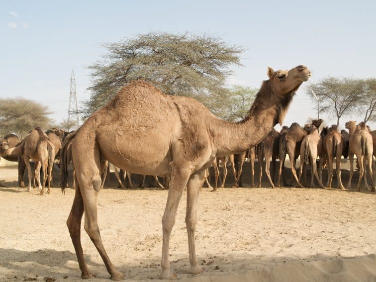 Camels in the Thar Desert of India. 