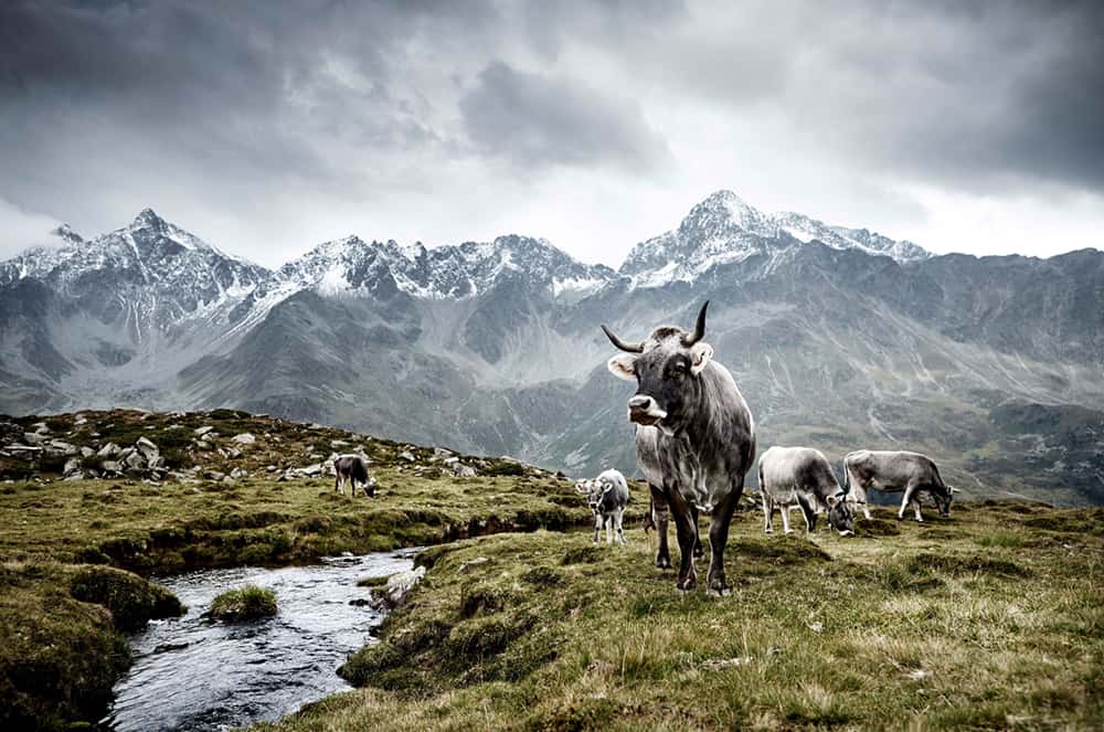 Tiroler Grauvieh East Tirol, Austria © Werner Lampert GmbH, Photo Ramona Waldner