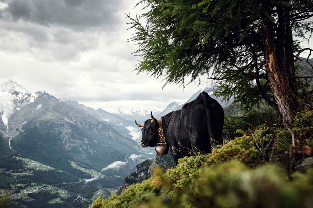 Eringer, Valais Switzerland © Werner Lampert GmbH, Photo Ramona Waldner