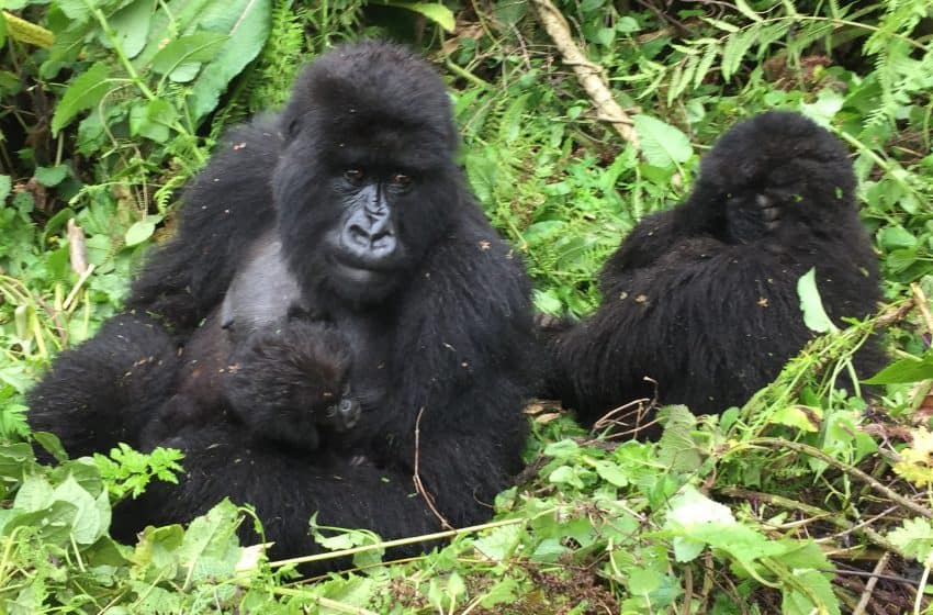Gorillas at Volcanoes National Park Rwanda