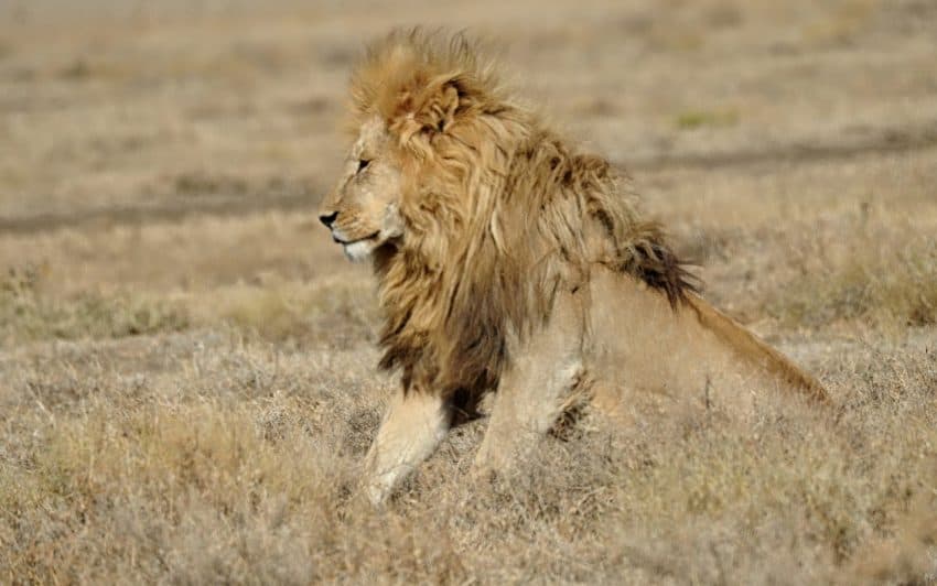 Lion on Serengeti plains