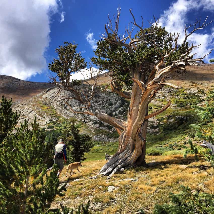 Mount Evans b 1