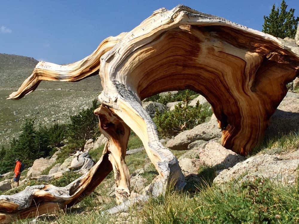 mount evans above timberline