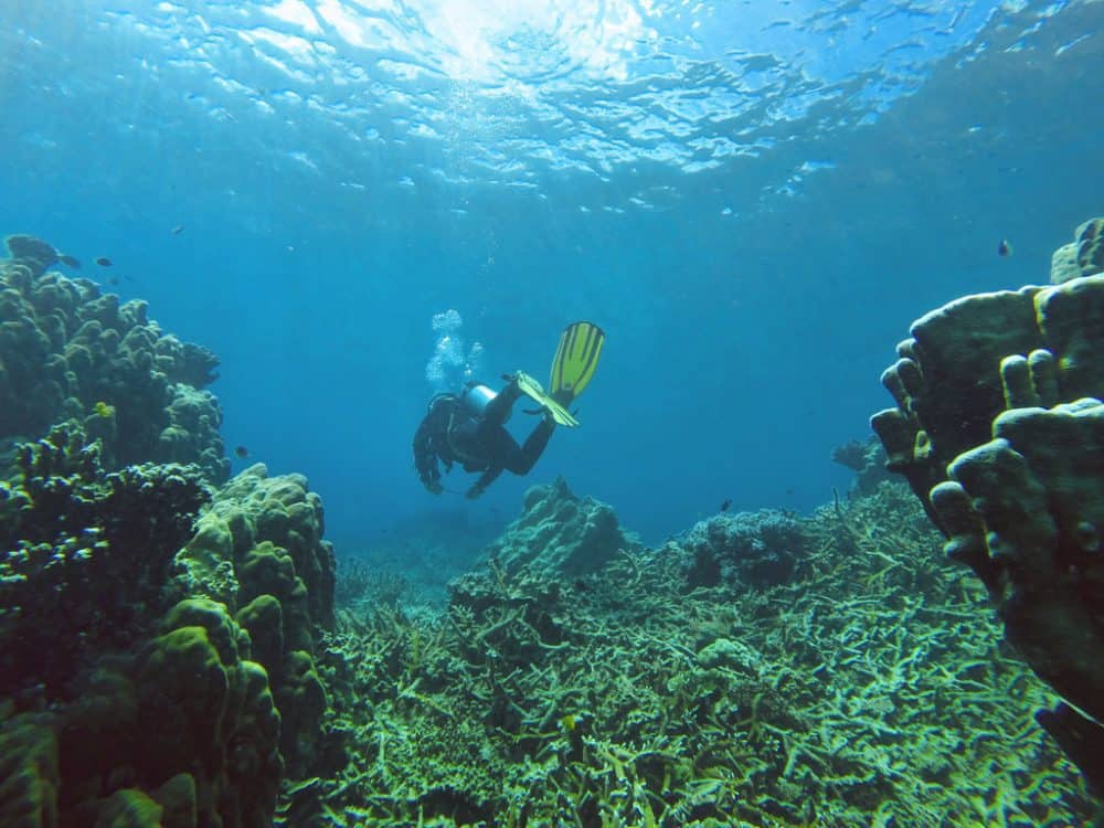 Scuba diving is a popular activity in the wonderful waters around Jeju Island! 