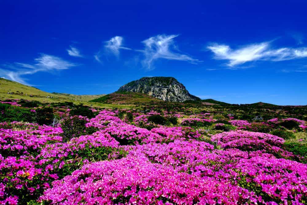 During the spring, vibrant pink flowers grow by the base of Mount Hallasan.