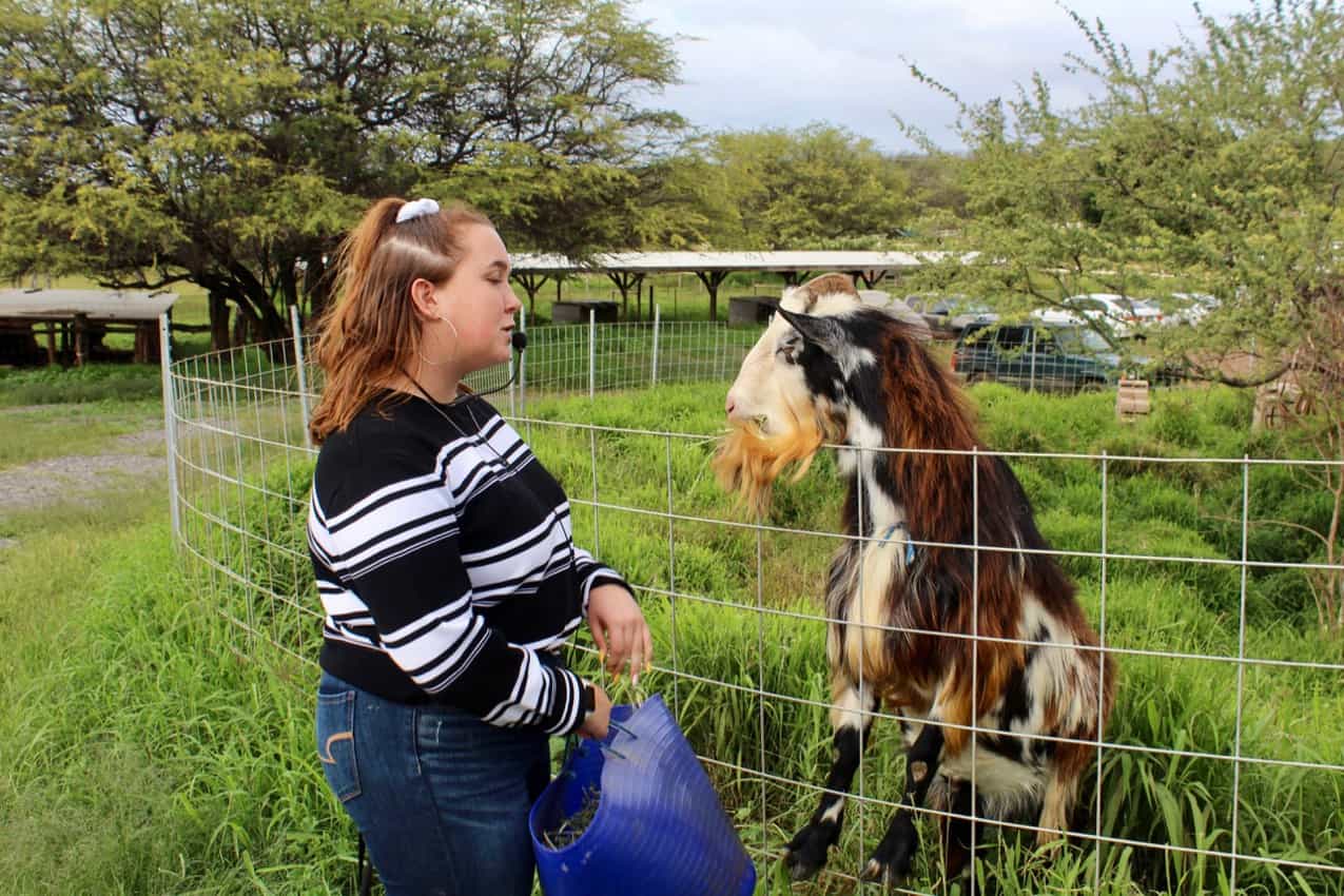 Getting to know a New Zealand goat as a WWOOF er.