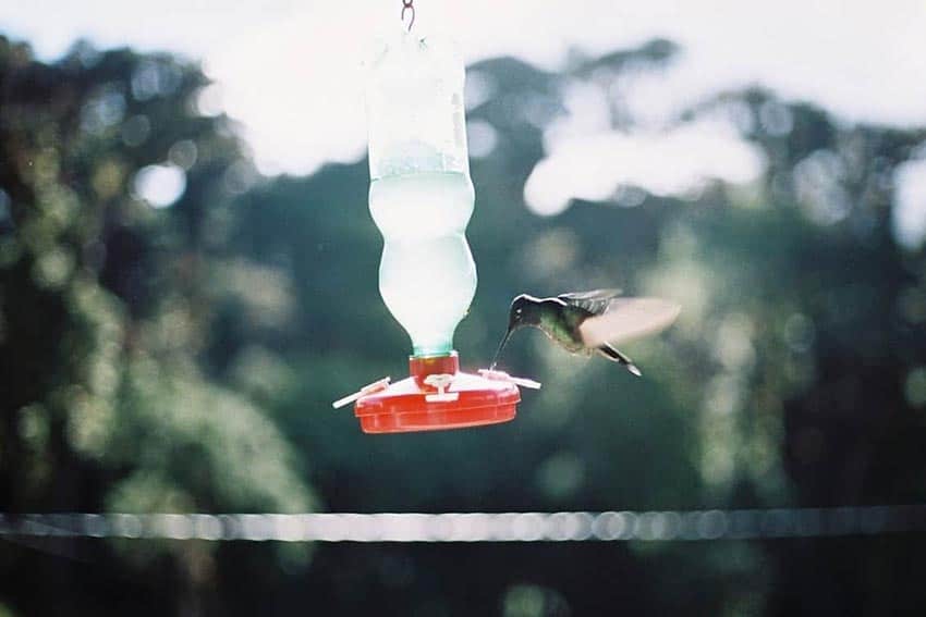 A hummingbird sipping nectar from one of the feeders dangling outside La Georgiana restaurant in Costa Rica.