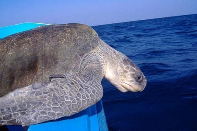 A sea turtle re-enters the water in Sri Lanka.  John Henderson photos.