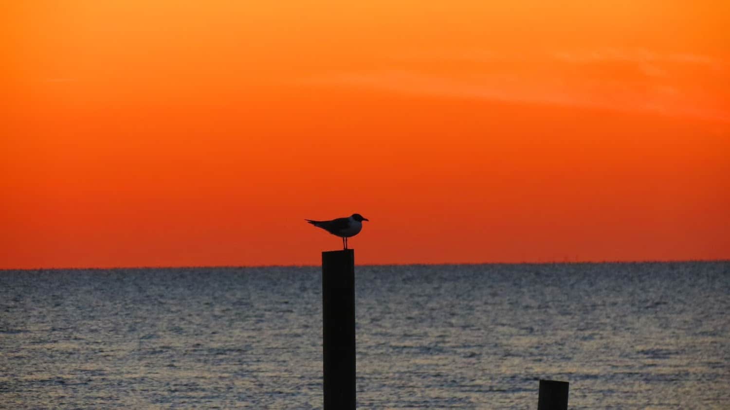 A seagull and the sunset.