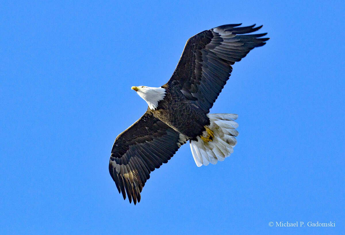 When the Delaware Water Gap National Recreation Area was established many people thought it was only a matter time until the bald eagle would be extinct in the Lower-48. Today thanks to a ban on certain pesticides and wise management it is fairly common year round in the park.