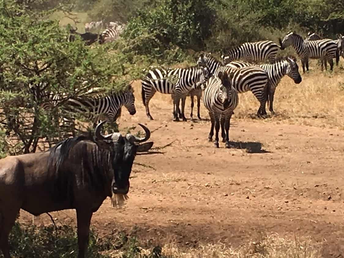 Some zebra and wildebeests checking us out on their great migration
