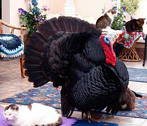 Cedric the turkey and friends at the Mann Cat Sanctuary - photos by Cindy Lou Dale