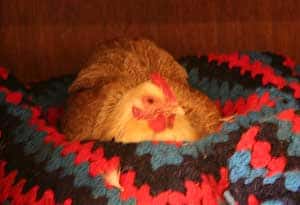 A hen makes herself comfortable in a cat bed.