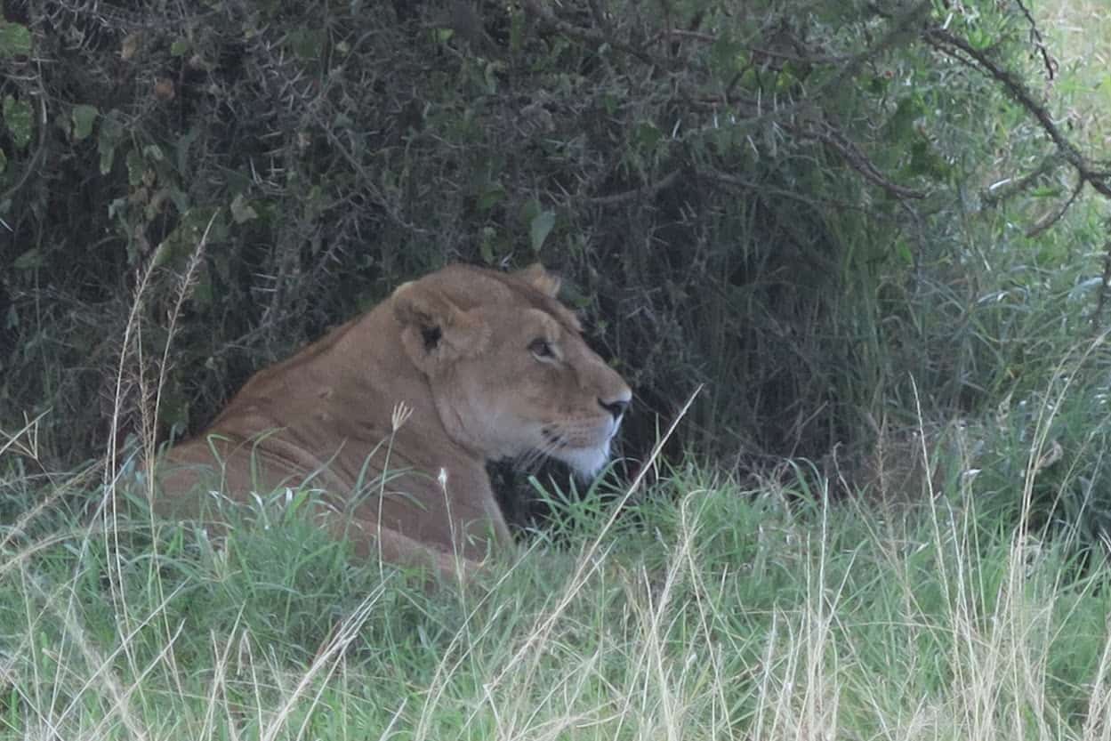 Lion in the shade in Tanzania.