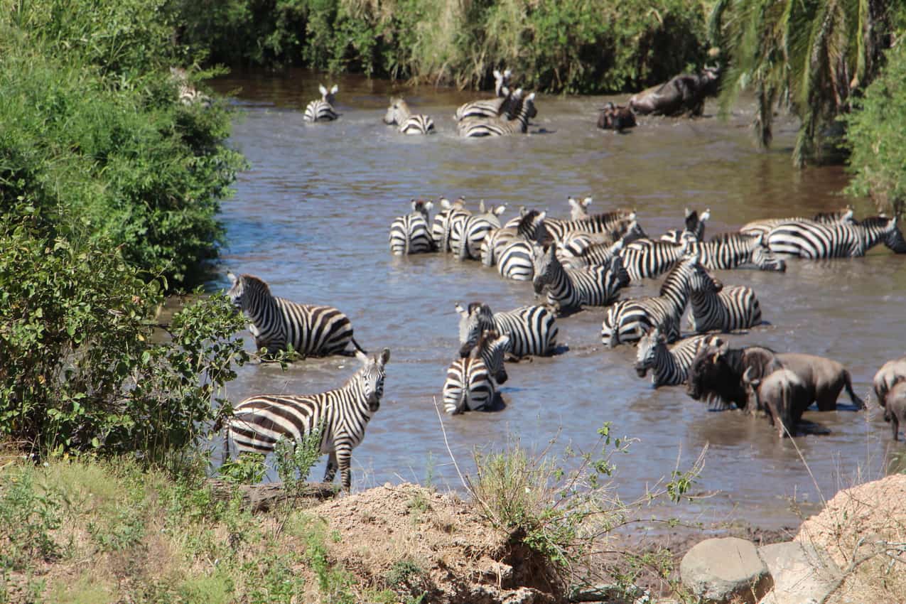 zebras