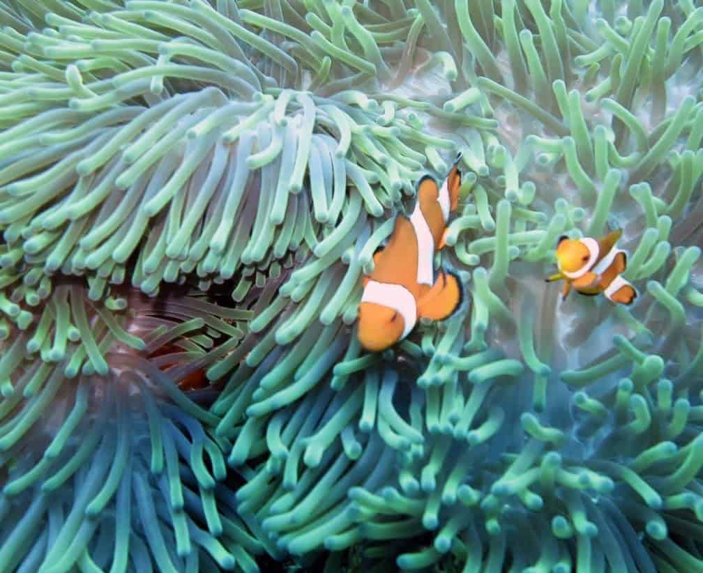 Nemo found at Menjangan Island