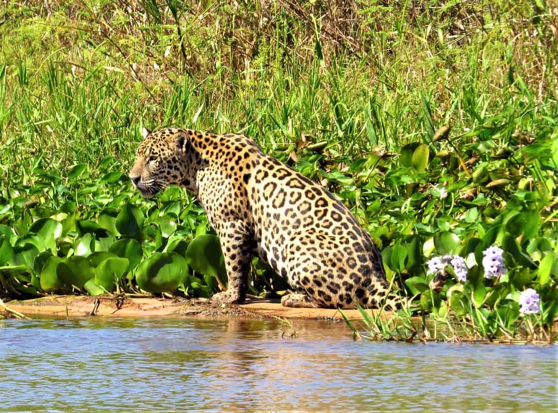 Jaguar in the Pantanal of Southern Brazil. David Rich photo