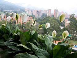 Flowers in Medellin. photo by William Karz.