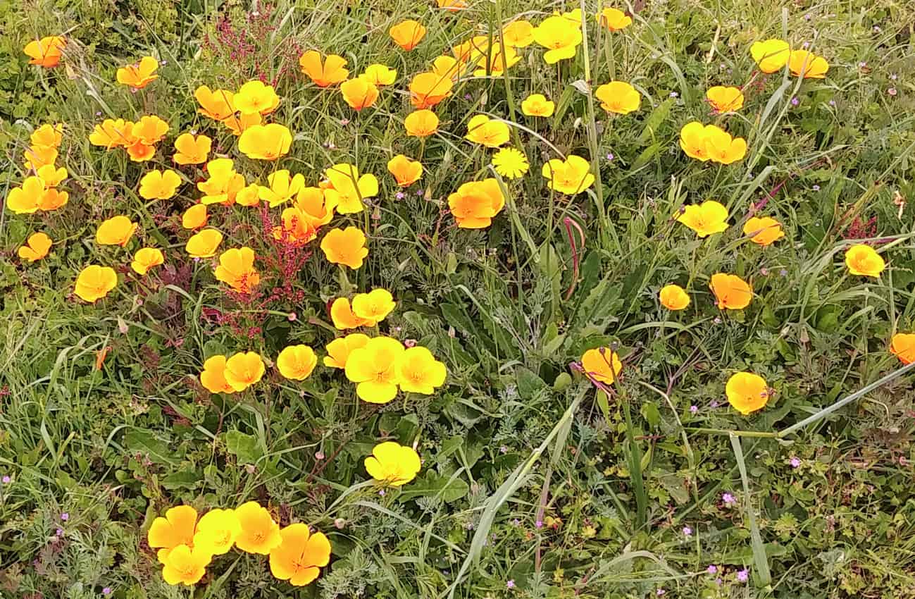 California Poppies - State Flower