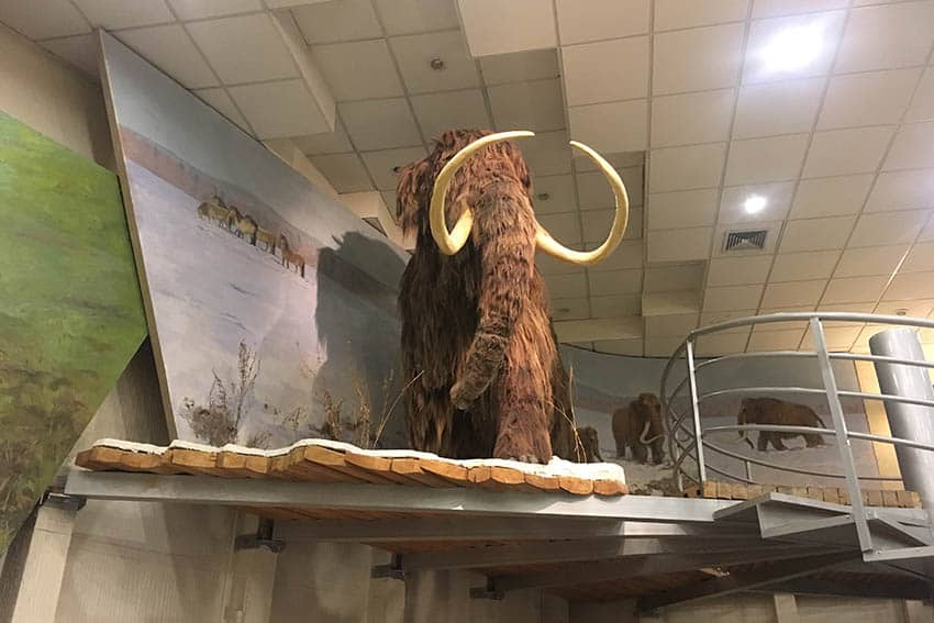 the Mammoth museum in Yakutsk, Russia.