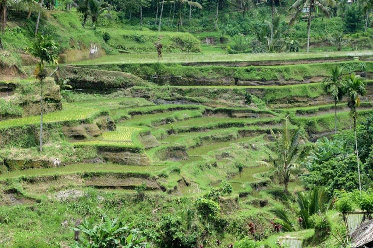 view of the Tegalalang Rice Terrace