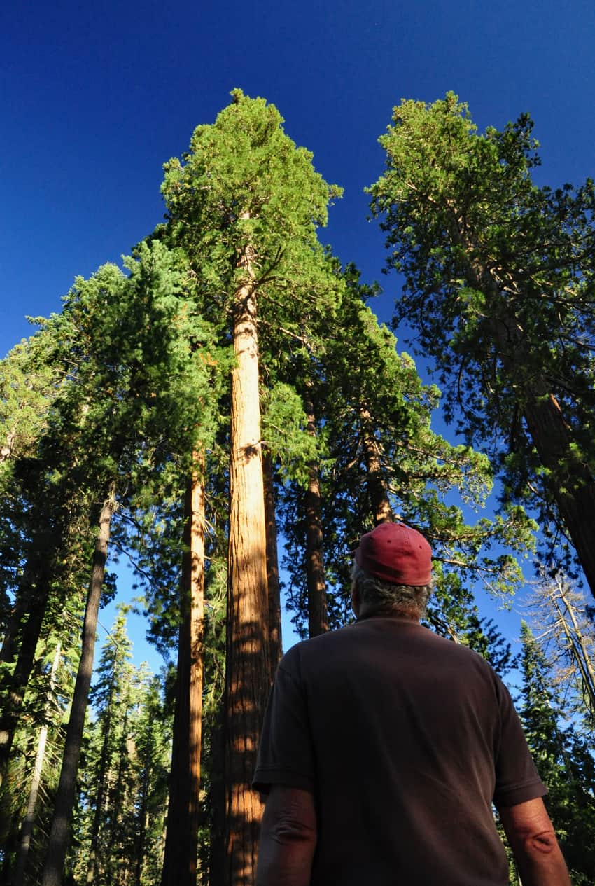 Giant sequoias in Mariposa Grove