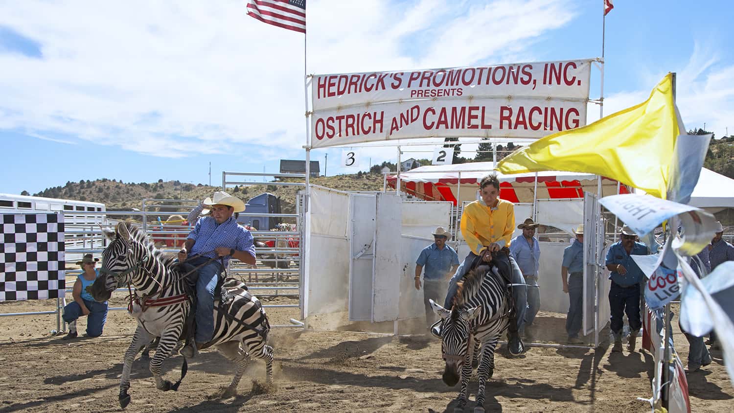 Out of the box come Zebras! at the Virginia City Nevada Camel and Ostrich races.