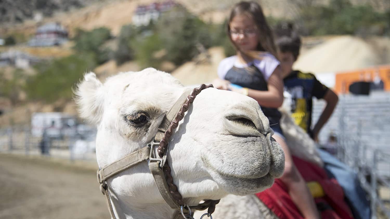 A friendly lookin camel at the Virginia City Camel and Ostrich races