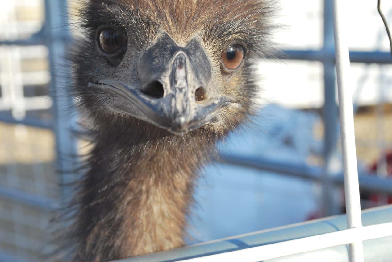 A friendly ostrich (or is it an emu?) from the Virginia City Camel and Ostrich races wishing you a good day