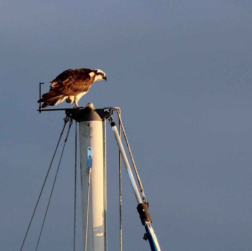 Osprey on top of sailboat mast in Whitehaven MD. . Delmarva Peninsula