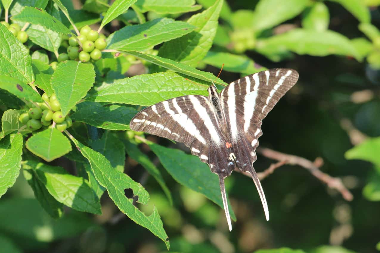 Butterfly at Eastern Neck Wildlife Refuge. Delmarva Peninsula