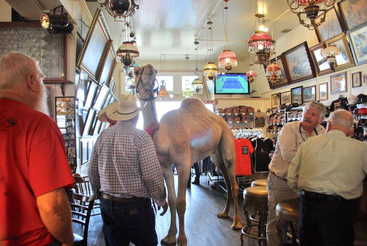 A camel walks into a bar at the Virginia City Nevada Camel and Ostrich Races
