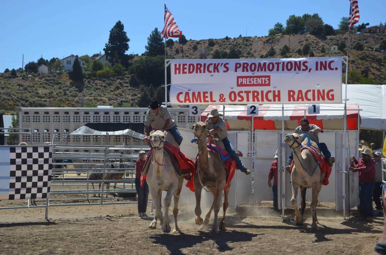Camels galloping out of the gate at the Camel Races in Virginia City Nevada.