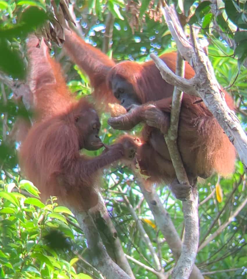 Mother, baby, and juvenile orangutan