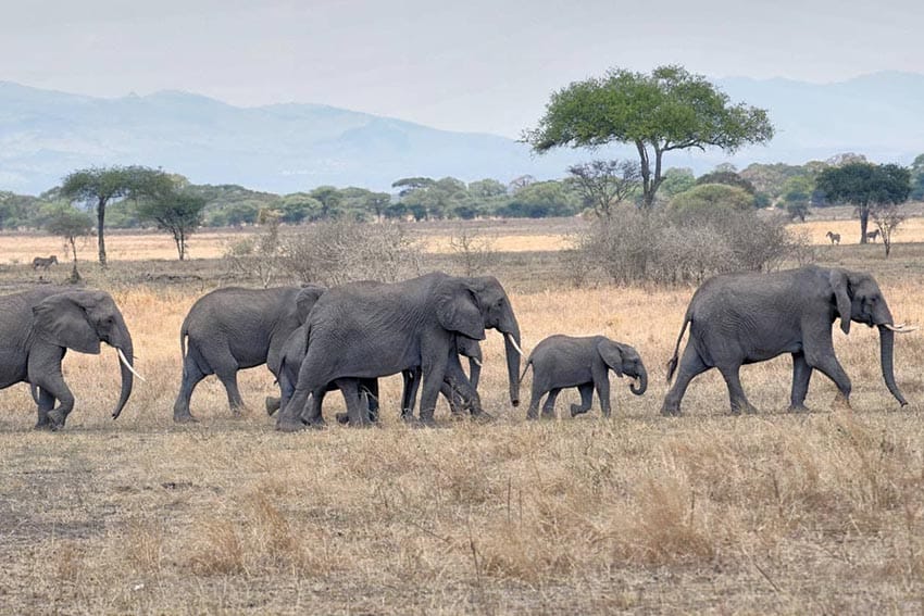 Tanzania Elephants crossing