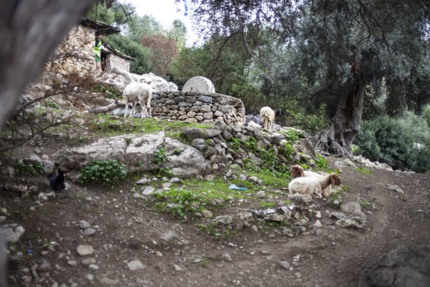 Yassin house goats