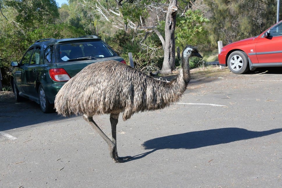 Emu in the parking lot at Tower Hill Wildlife Preserve