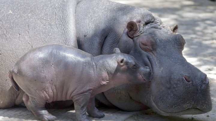 A Colombia hippo cuddles up to her baby.